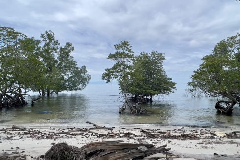 Menumbok land - Yeoh