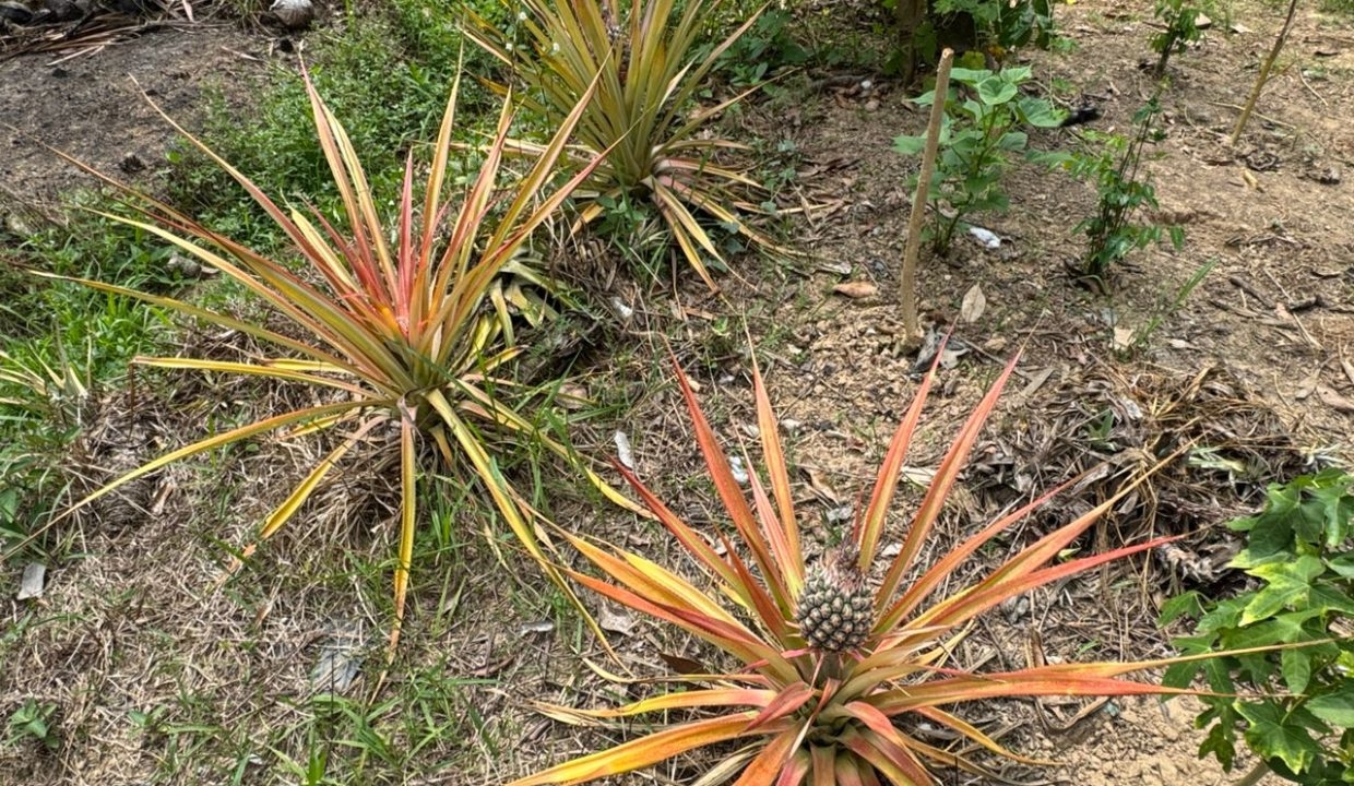 03a806e8-1051-4bc6-90b3-2ad4c80ffa16