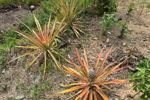 03a806e8-1051-4bc6-90b3-2ad4c80ffa16